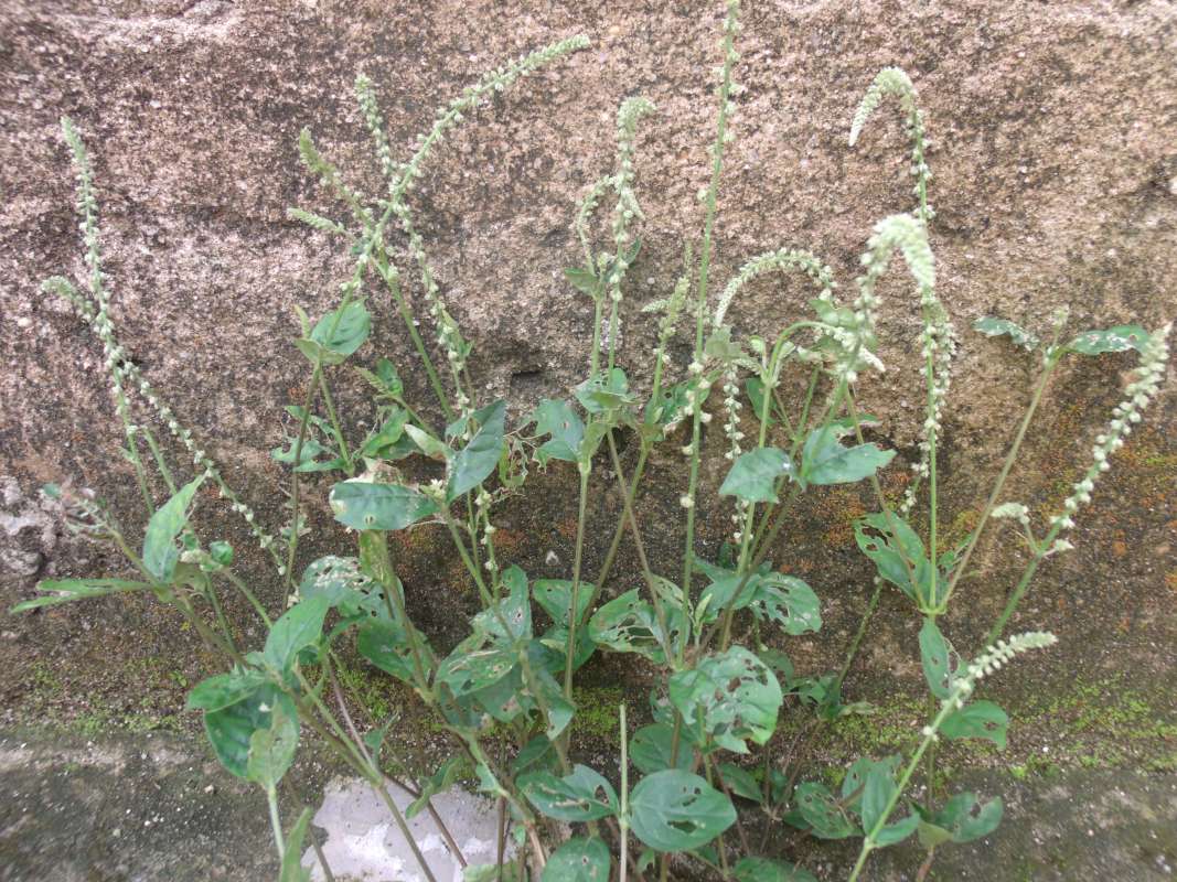 Top of Plant in Bloom<br>(Location of Picture: Southern Nigeria, Apirl 2016)
