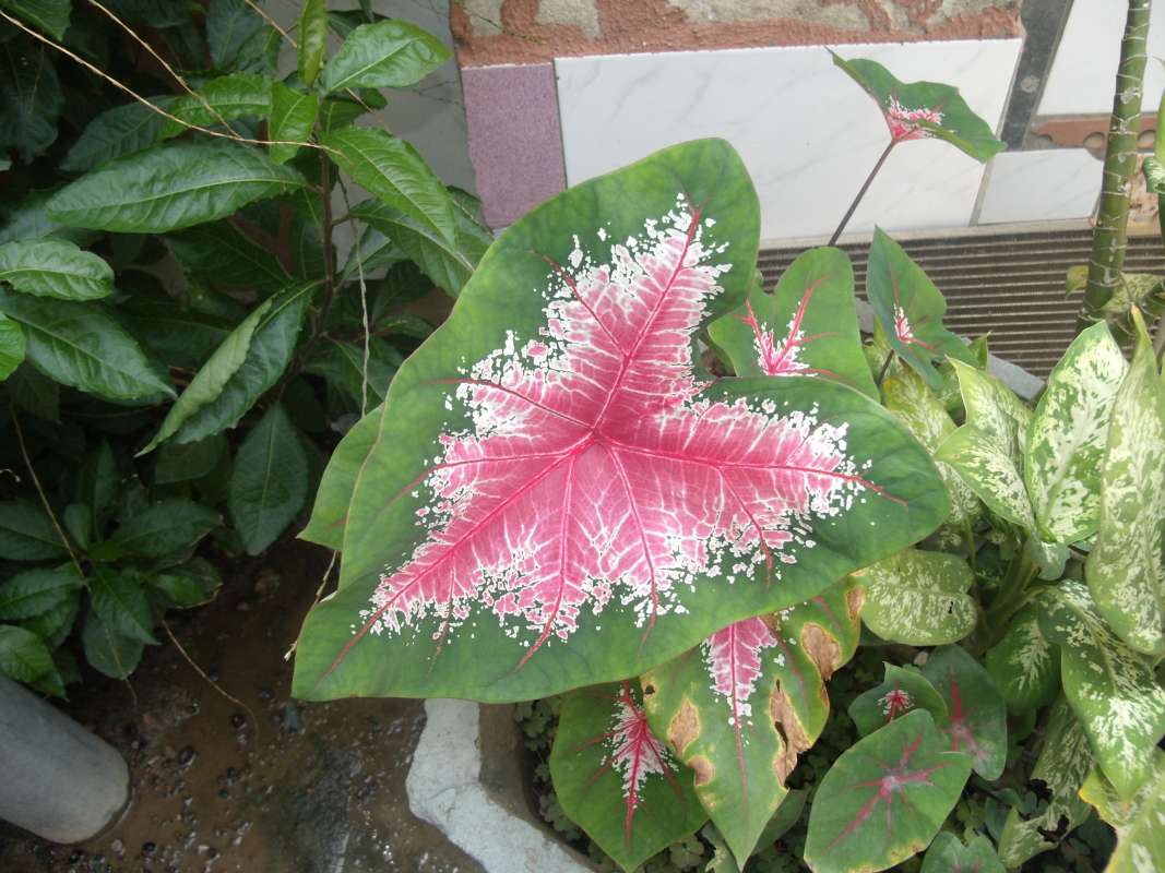 Leaf with Red Center<br>(Location of Picture: Southern Nigeria, Apirl 2016)