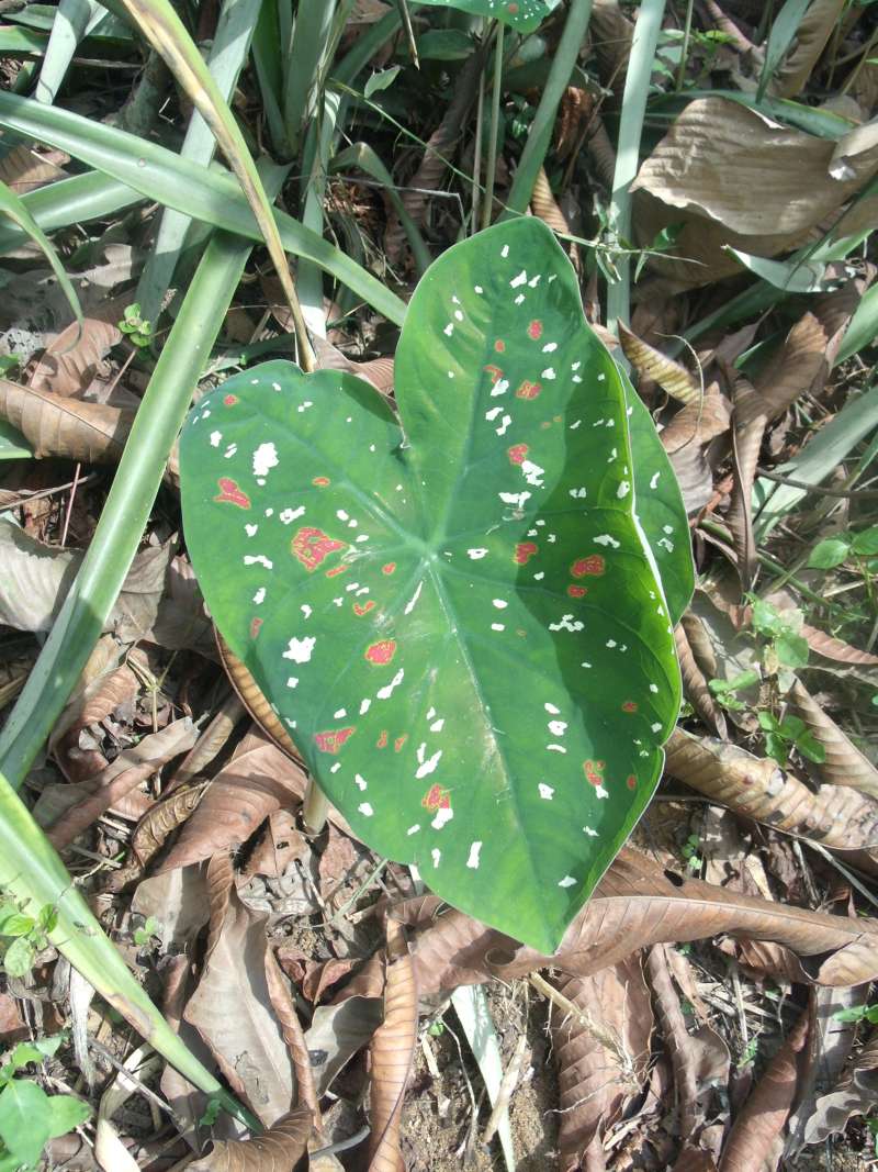 Spotted Leaf<br>(Location of Picture: Southern Nigeria, Apirl 2016)