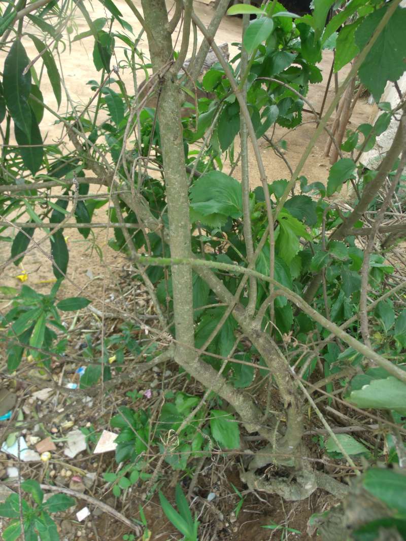 Bark or Trunk<br>(Location of Picture: Southern Nigeria, Apirl 2016)