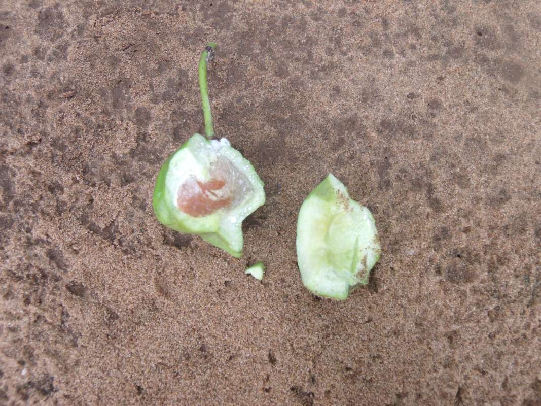 Cut Away Nut<br>(Location of Picture: Southern Nigeria, Apirl 2016)