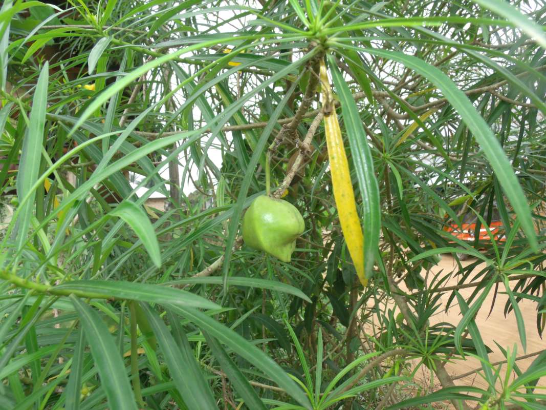 Young Fruit<br>(Location of Picture: Southern Nigeria, Apirl 2016)