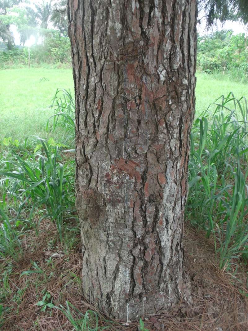 Trunk and Bark<br>(Location of Picture: Southern Nigeria, Apirl 2016)