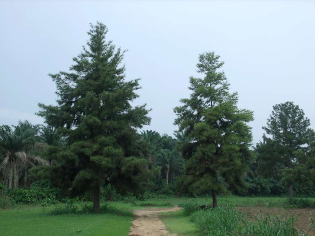 Ornamental<br>(Location of Picture: Southern Nigeria, Apirl 2016)