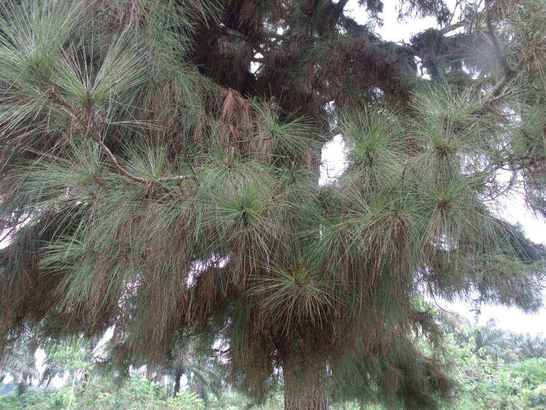 Twig<br>(Location of Picture: Southern Nigeria, Apirl 2016)