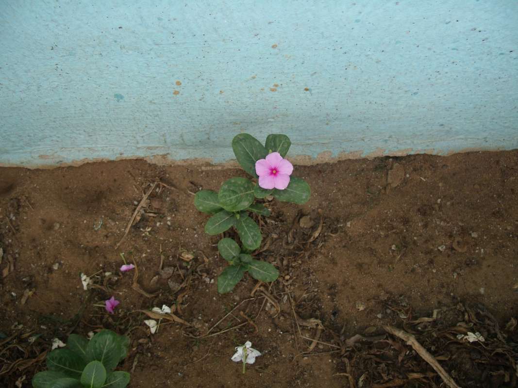 Leaves<br>(Location of Picture: Southern Nigeria, Apirl 2016)
