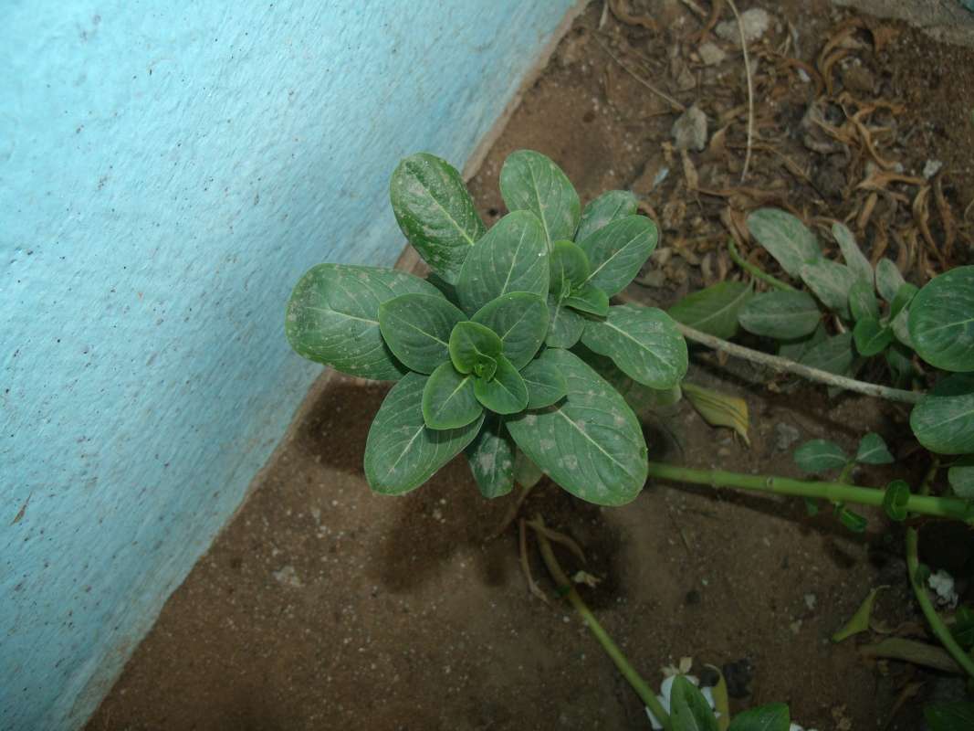 Top of Plant in Bloom<br>(Location of Picture: Southern Nigeria, Apirl 2016)