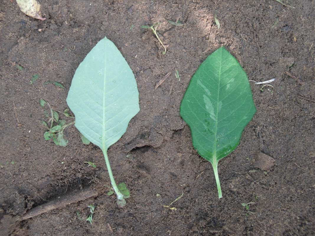Two Leaves<br>(Location of Picture: Nigeria)