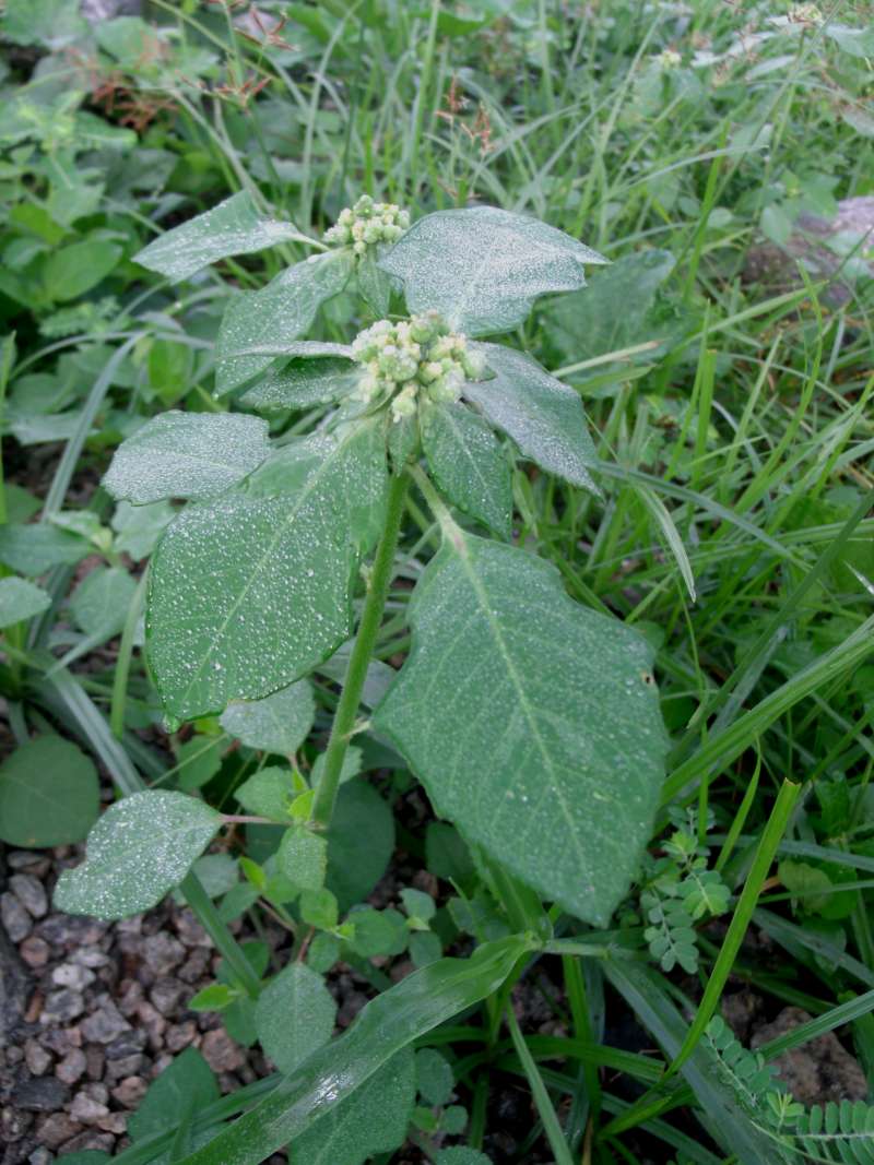 Silhouette<br>(Location of Picture: Nigeria)