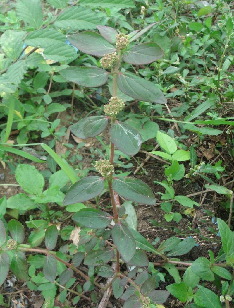 Silhouette<br>(Location of Picture: Nigeria)
