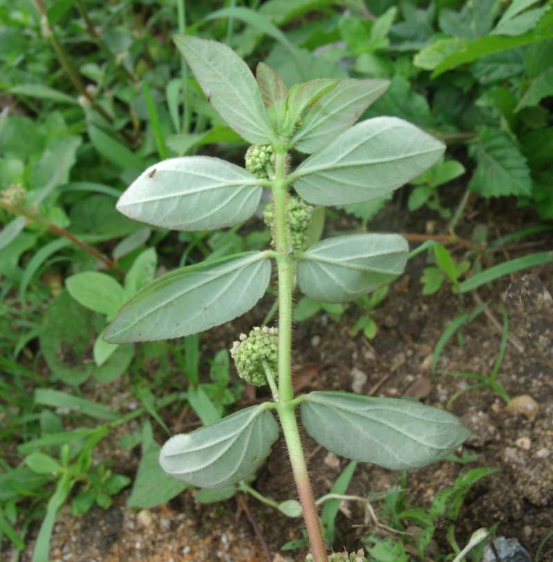 Stem and Leaf Underside<br>(Location of Picture: Nigeria)