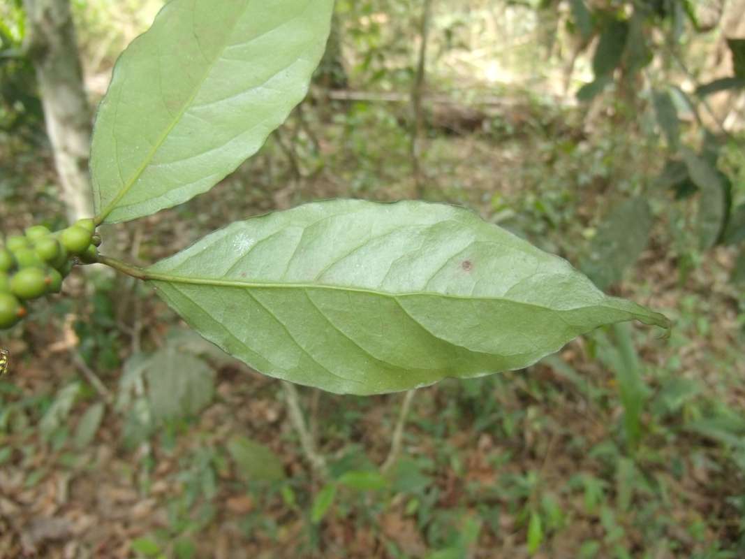 Leaf - Ventral View<br>(Location of Picture: Nigeria)