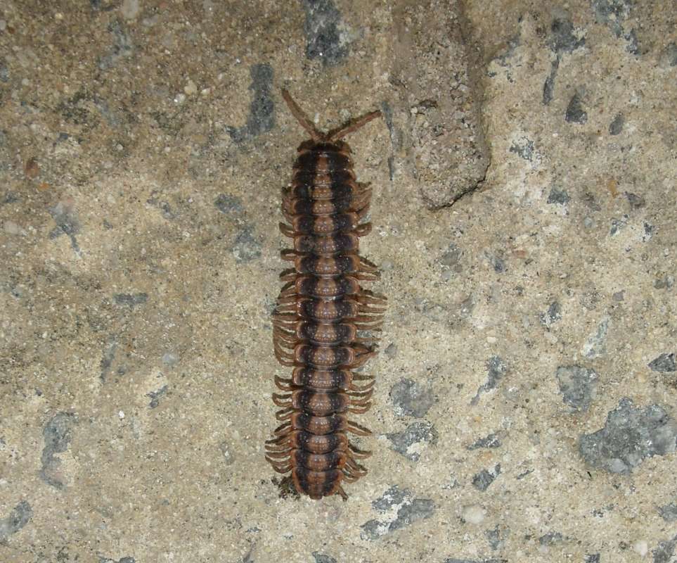 Dorsal View<br>(Location of Picture: Southern Nigeria, March 2016)