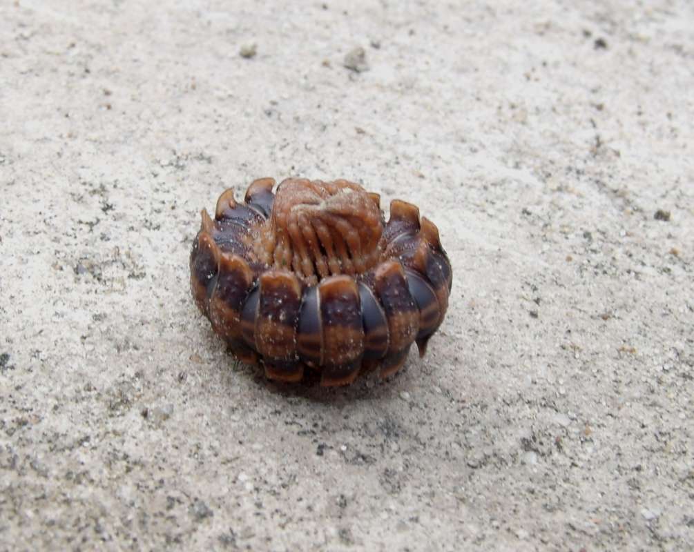 Coiled<br>(Location of Picture: Southern Nigeria, March 2016)