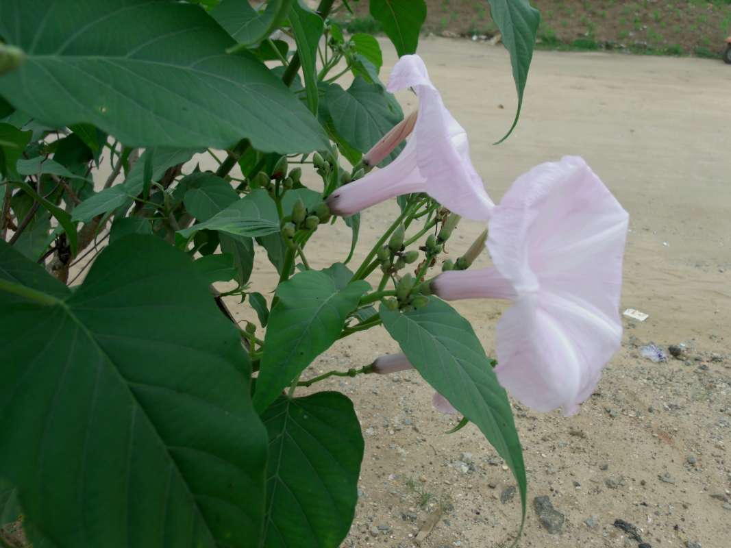 Flower - Side View<br>(Location of Picture: Southern Nigeria, April 2016)