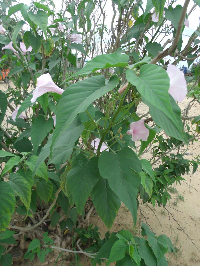 Top of Plant in Bloom<br>(Location of Picture: Southern Nigeria, April 2016)