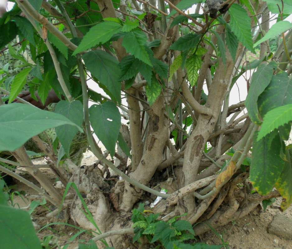 Woody Trunks<br>(Location of Picture: Southern Nigeria, April 2016)