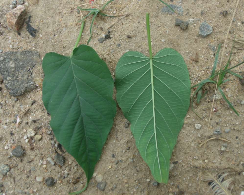 Leaves - Dorsal and Ventral<br>(Location of Picture: Southern Nigeria, April 2016)