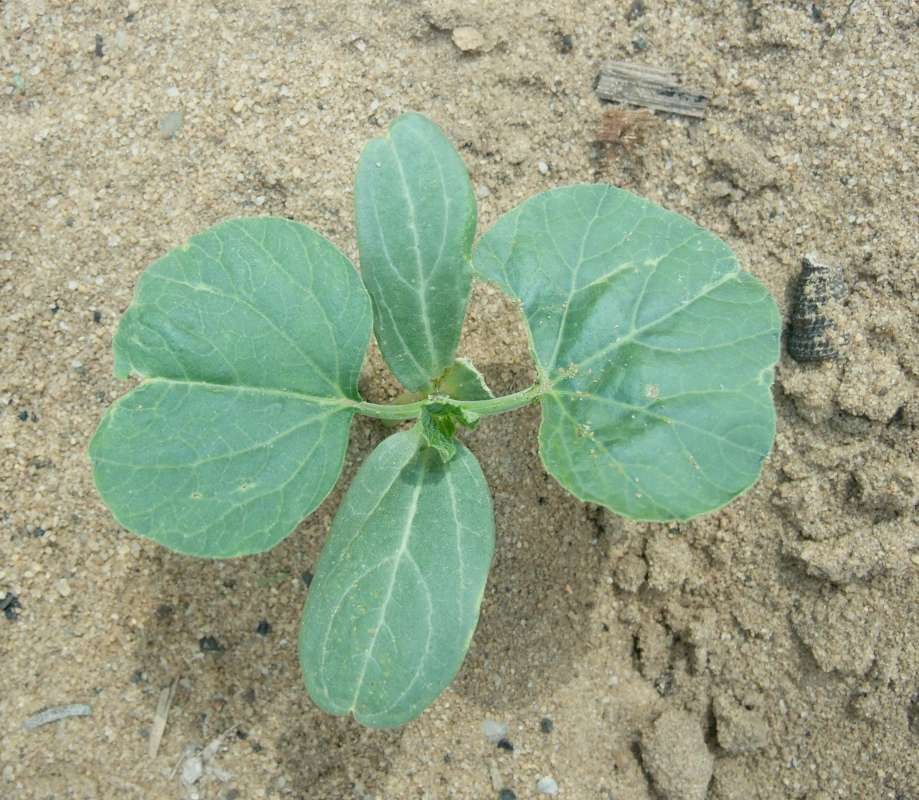 Young Leaves<br>(Location of Picture: Southern Nigeria, April 2016)
