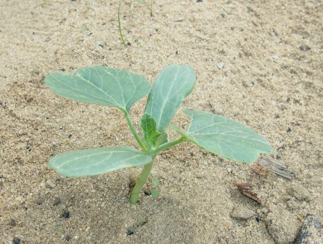 Silhouette - Young Plant<br>(Location of Picture: Southern Nigeria, April 2016)
