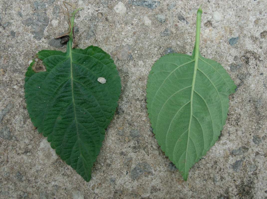 Leaves<br>(Location of Picture: Southern Nigeria, April 2016)