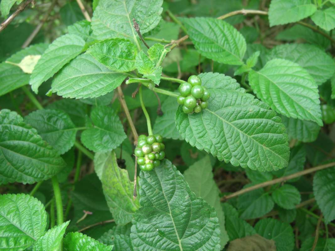 Fruits<br>(Location of Picture: Southern Nigeria, April 2016)