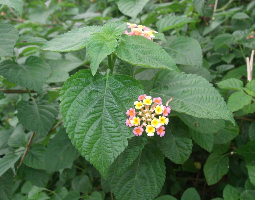 Top of Plant in Bloom<br>(Location of Picture: Southern Nigeria, April 2016)