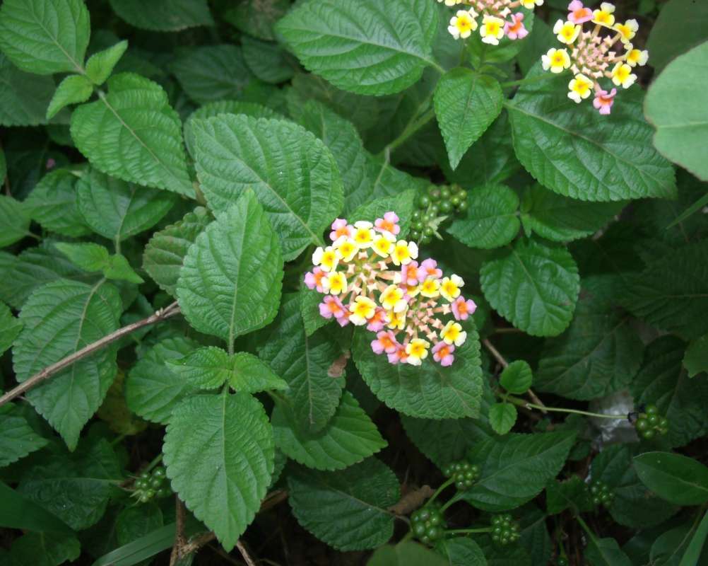 Twig and Leaves<br>(Location of Picture: Southern Nigeria, April 2016)