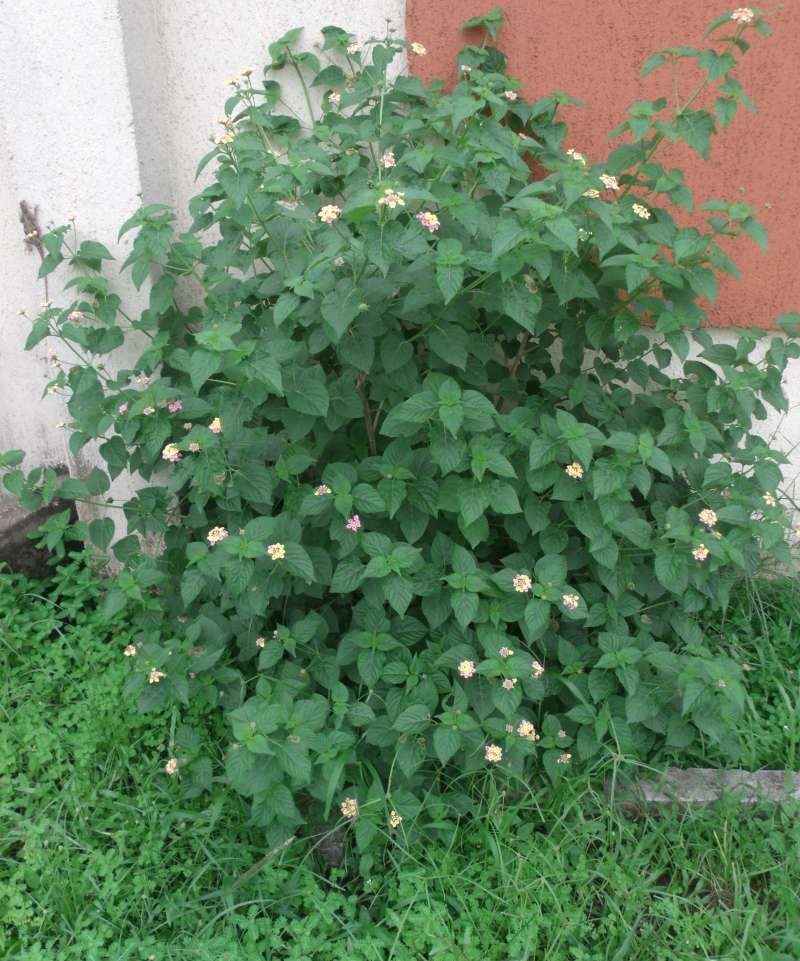 Silhouette<br>(Location of Picture: Southern Nigeria, April 2016)