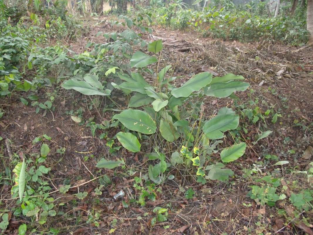 Habitat<br>(Location of Picture: Southern Nigeria, April 2016)