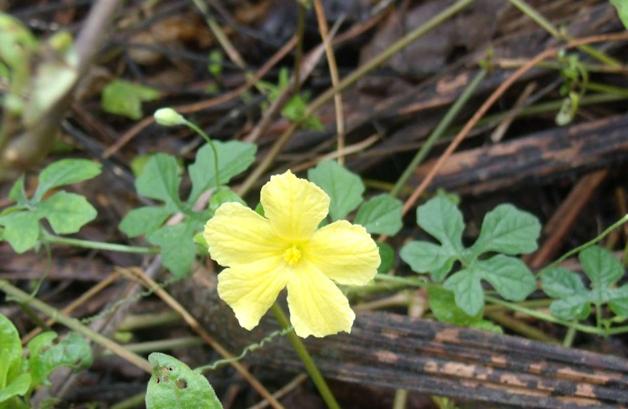 Flower<br>(Location of Picture: Southern Nigeria, April 2016)