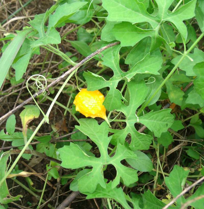 Fruit<br>(Location of Picture: Southern Nigeria, April 2016)