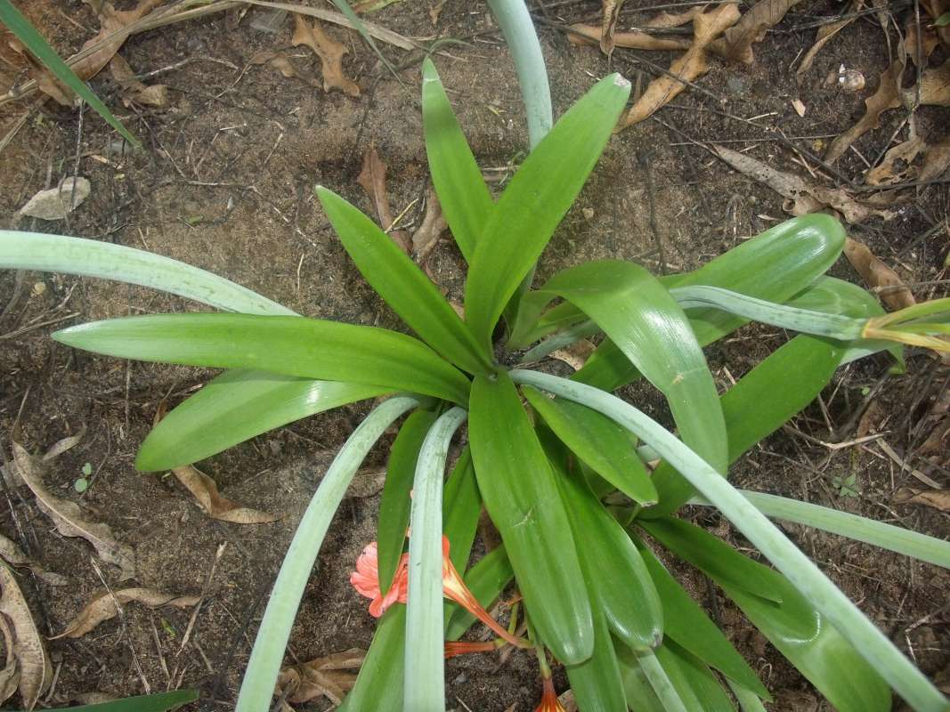 Leaves<br>(Location of Picture: S. Nigeria, March 2016)