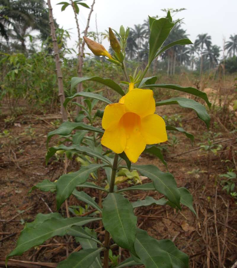 Flower - Front View<br>(Location of Picture: South Nigeria, March 2016)