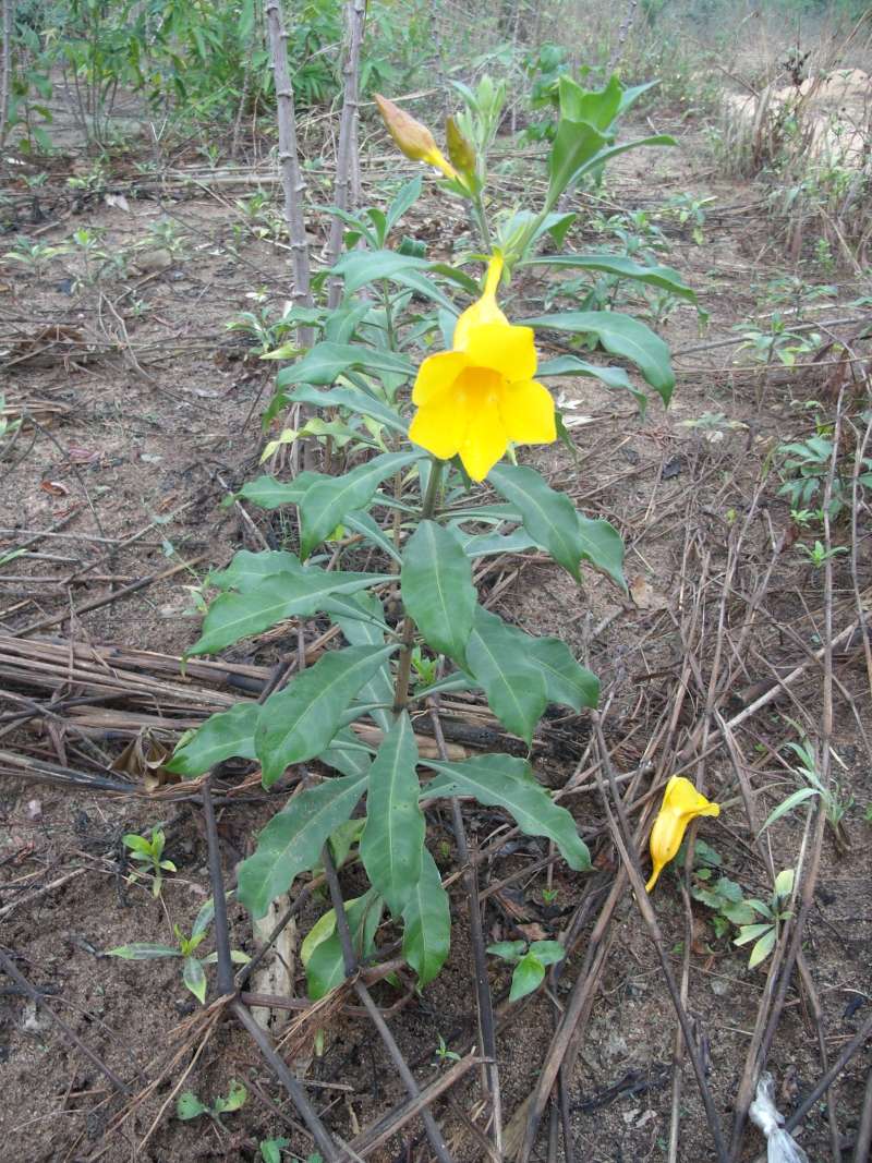 Leaf<br>(Location of Picture: South Nigeria, March 2016)