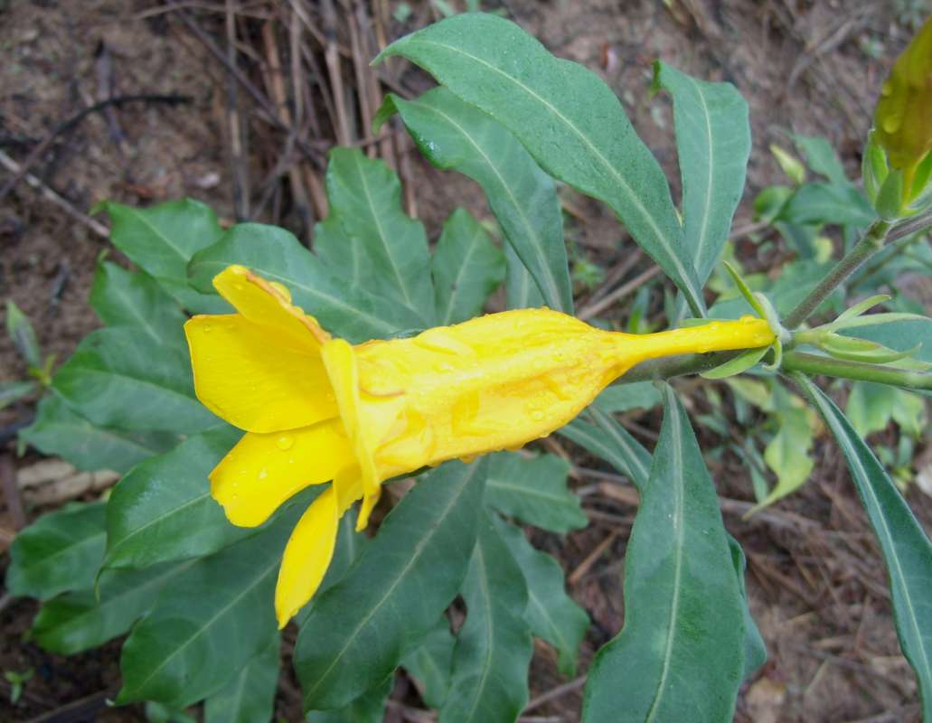 Bud<br>(Location of Picture: South Nigeria, March 2016)