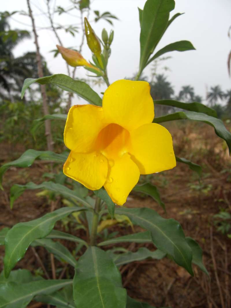 Top of Plant in Bloom<br>(Location of Picture: South Nigeria, March 2016)