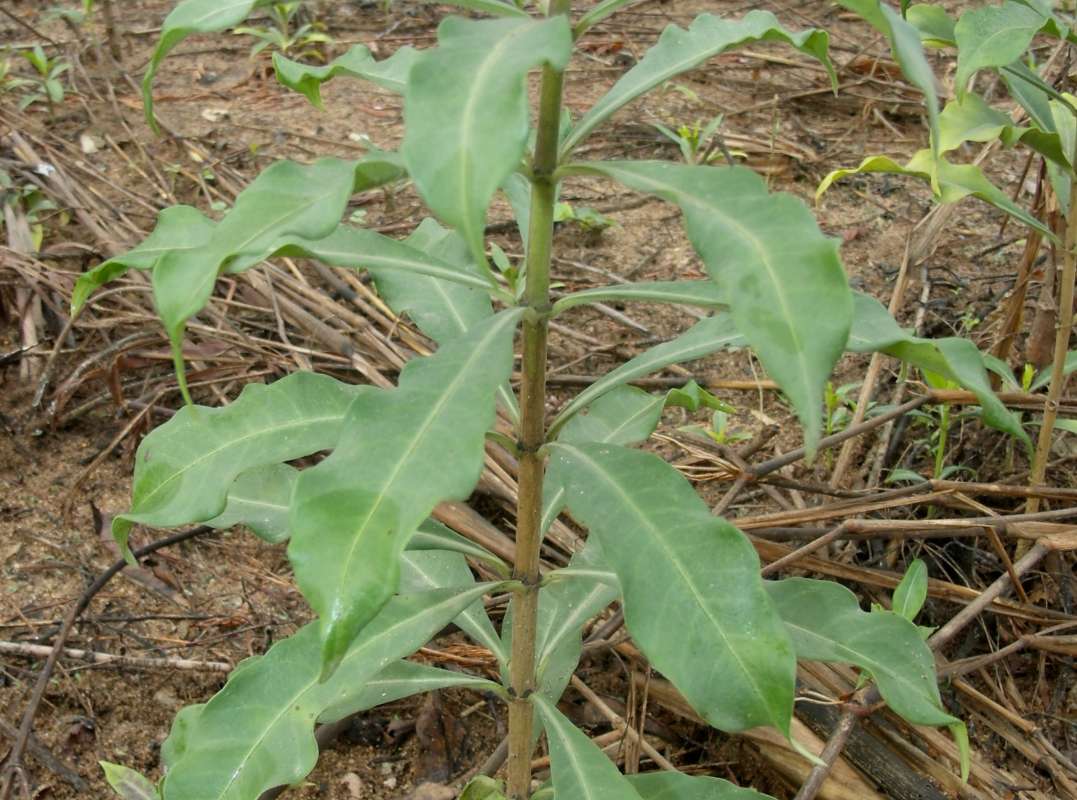 Stem and Whorled Leaves<br>(Location of Picture: South Nigeria, March 2016)