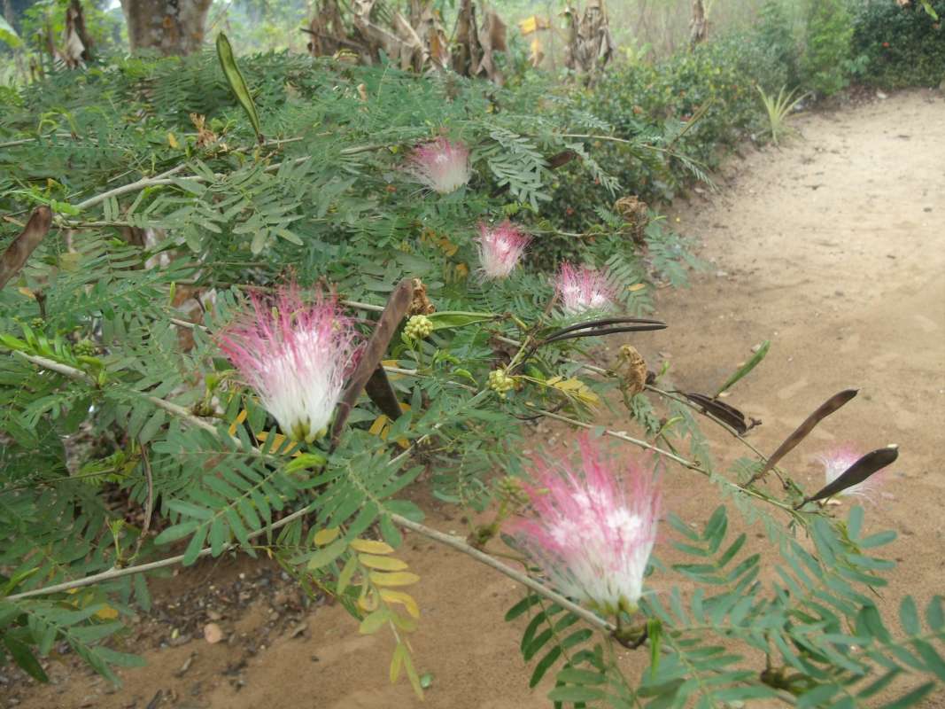 Fruits<br>(Location of Picture: Southern Nigeria, March 2016)