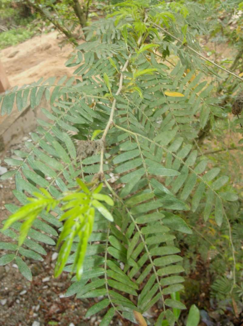 Twig and Leaves<br>(Location of Picture: Southern Nigeria, March 2016)