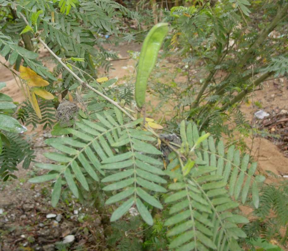 Fruits - Closer View Young<br>(Location of Picture: Southern Nigeria, March 2016)
