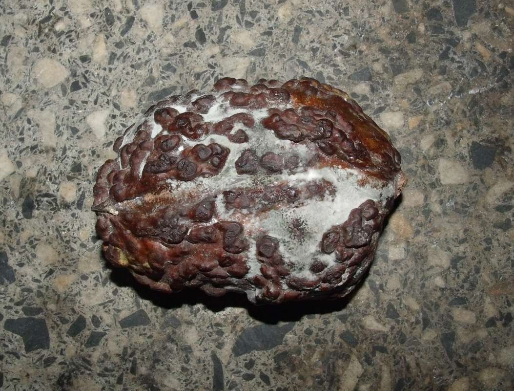 Entire Nut<br>(Location of Picture: Southern Nigeria, 2016)