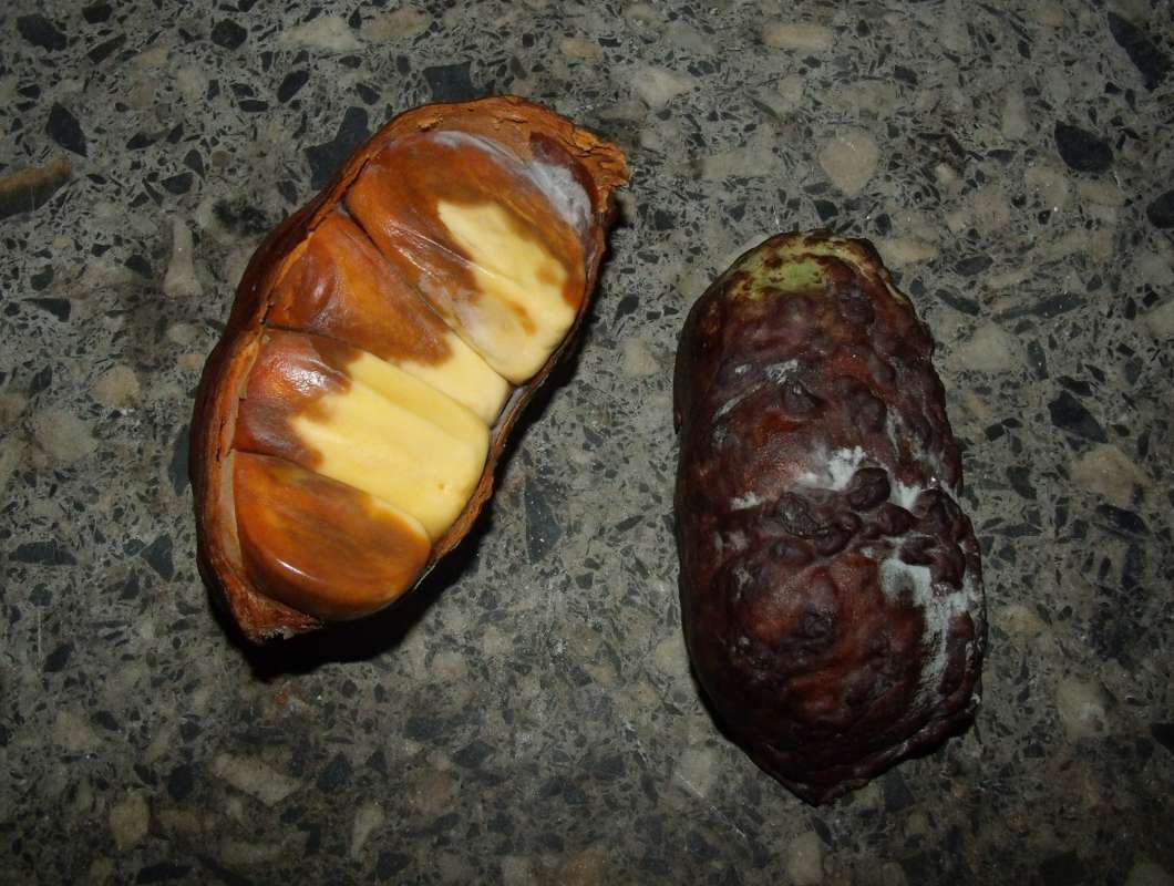 Cut - Cutaway<br>(Location of Picture: Southern Nigeria, 2016)