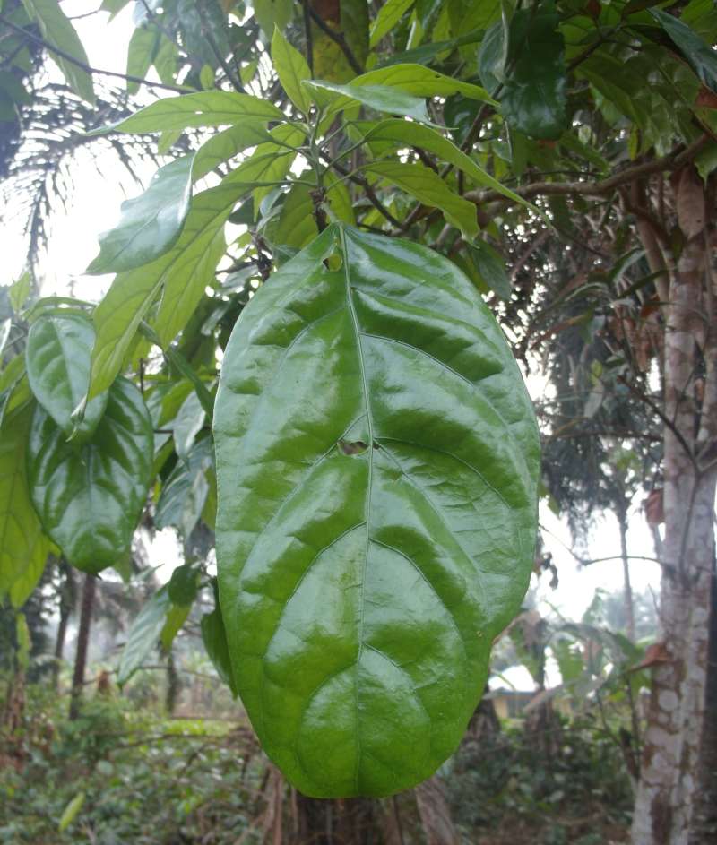 Leaf<br>(Location of Picture: Southern Nigeria, 2016)