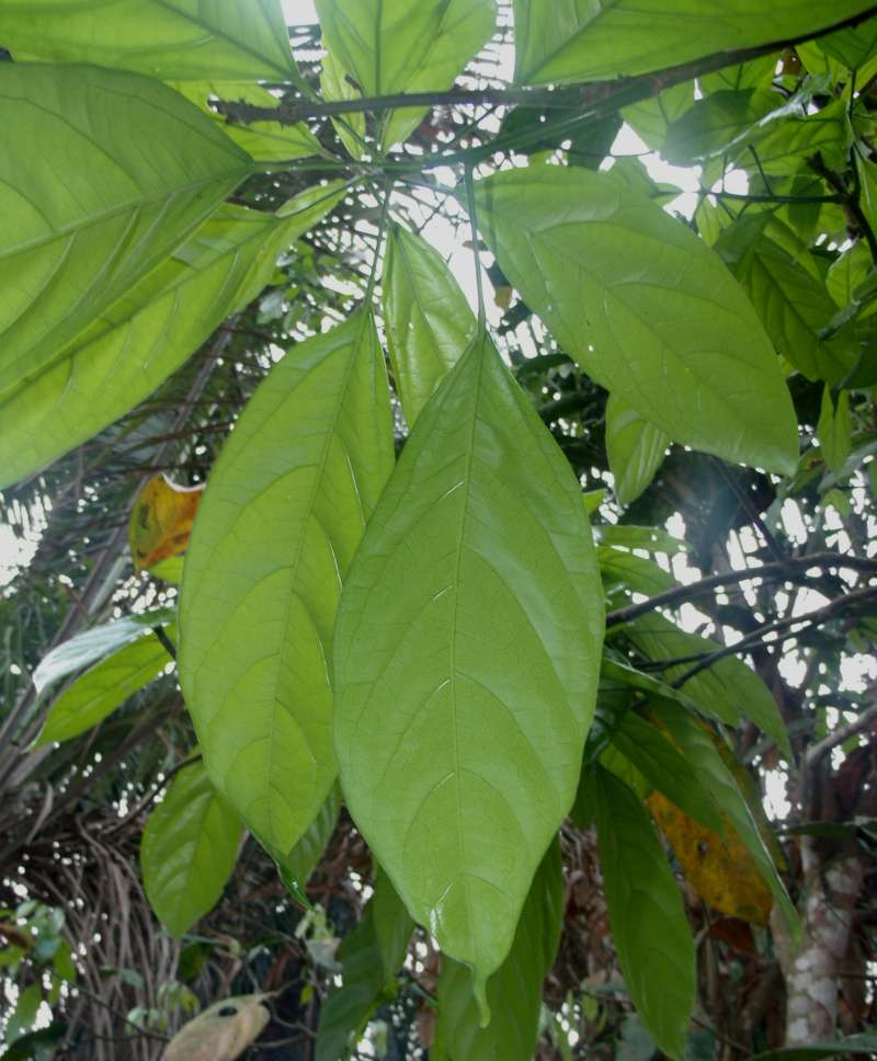 Twig<br>(Location of Picture: Southern Nigeria, 2016)