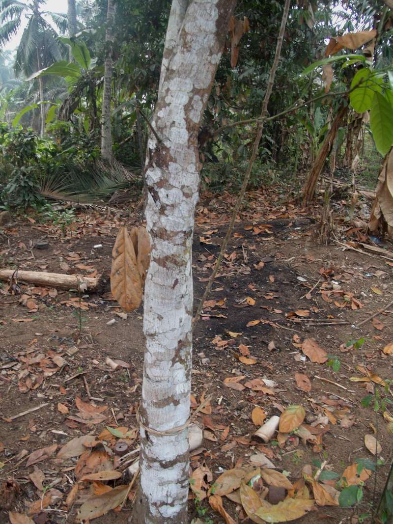 Trunk<br>(Location of Picture: Southern Nigeria, 2016)
