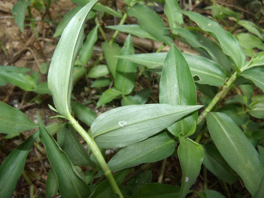 Leaf Underside<br>(Location of Picture: Southern Nigeria, March 2016)