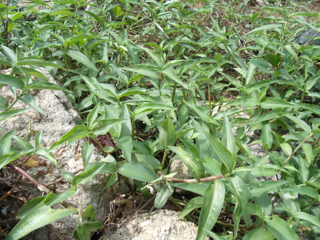 Habitat<br>(Location of Picture: Southern Nigeria, March 2016)