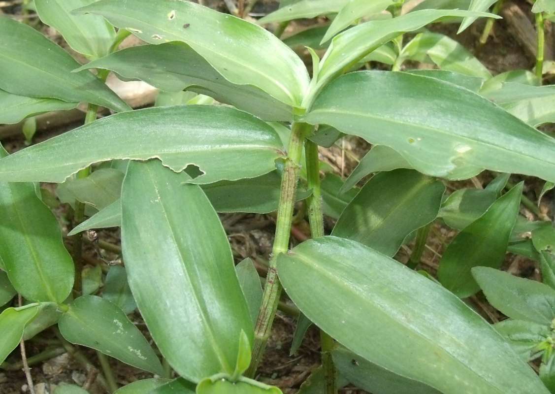 Stem<br>(Location of Picture: Southern Nigeria, March 2016)