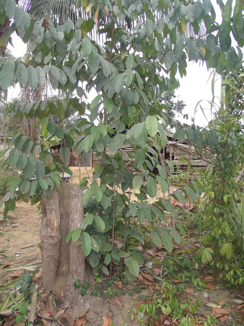 Silhouette<br>(Location of Picture: South Nigeria, March 2016)